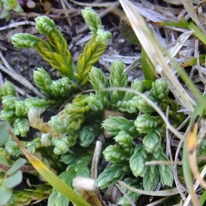 Photographie n°674553 du taxon Lycopodium alpinum L. [1753]