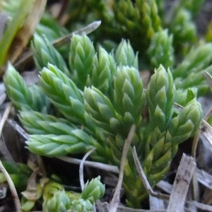 Photographie n°674556 du taxon Lycopodium alpinum L. [1753]