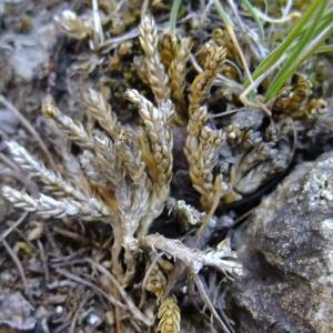 Photographie n°674558 du taxon Lycopodium alpinum L. [1753]