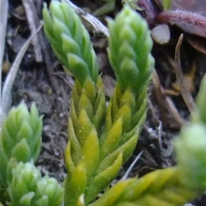 Photographie n°674560 du taxon Lycopodium alpinum L. [1753]