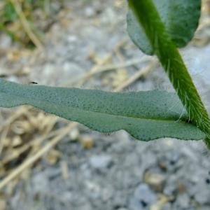 Photographie n°674812 du taxon Nonea erecta Bernh. [1800]