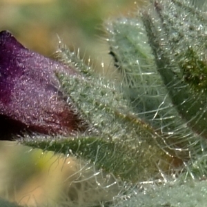 Photographie n°674815 du taxon Nonea erecta Bernh. [1800]