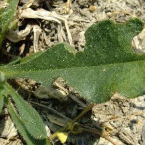 Photographie n°674817 du taxon Nonea erecta Bernh. [1800]