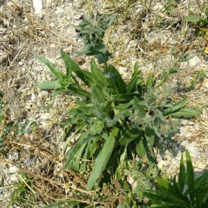 Photographie n°674819 du taxon Nonea erecta Bernh. [1800]