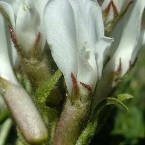 Photographie n°674851 du taxon Oxytropis fetida (Vill.) DC. [1802]