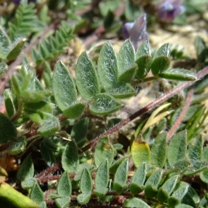 Photographie n°674864 du taxon Oxytropis helvetica Scheele [1843]