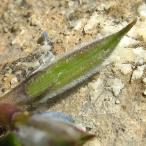 Photographie n°674867 du taxon Oxytropis helvetica Scheele [1843]