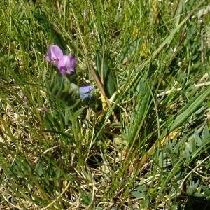 Photographie n°674878 du taxon Oxytropis lapponica (Wahlenb.) J.Gay [1827]