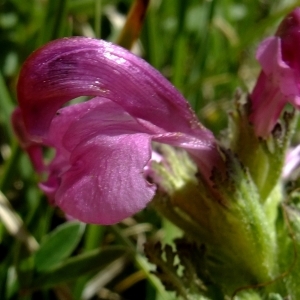 Photographie n°674910 du taxon Pedicularis gyroflexa Vill. [1785]