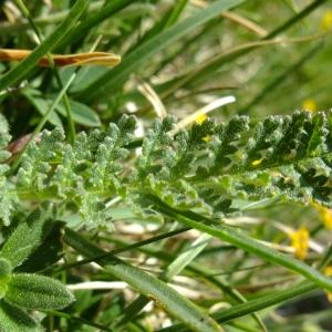 Photographie n°674914 du taxon Pedicularis gyroflexa Vill. [1785]