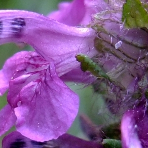 Photographie n°674928 du taxon Pedicularis verticillata L. [1753]