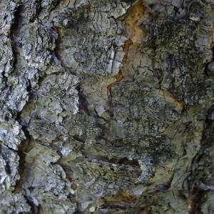 Photographie n°675245 du taxon Pinus uncinata Ramond ex DC. [1805]