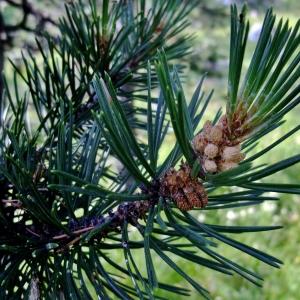 Photographie n°675247 du taxon Pinus uncinata Ramond ex DC. [1805]