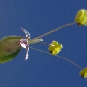 Photographie n°675254 du taxon Plantago alpina L. [1753]