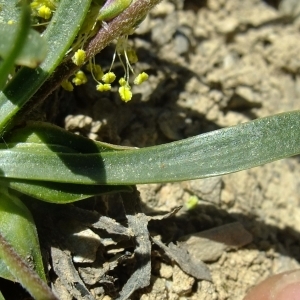 Photographie n°675255 du taxon Plantago alpina L. [1753]