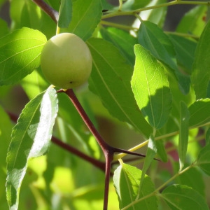 Photographie n°675260 du taxon Ziziphus jujuba Mill. [1768]