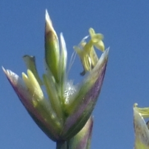 Poa cenisia All. (Pâturin à feuilles distiques)