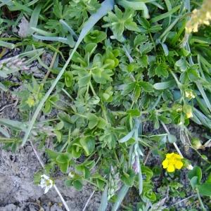 Photographie n°675285 du taxon Potentilla brauneana Hoppe [1804]