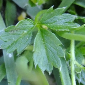 Photographie n°675288 du taxon Potentilla brauneana Hoppe [1804]