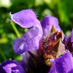 Photographie n°675294 du taxon Prunella grandiflora (L.) Schöller [1775]