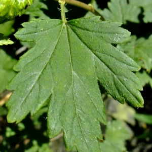 Photographie n°675325 du taxon Ribes alpinum L. [1753]