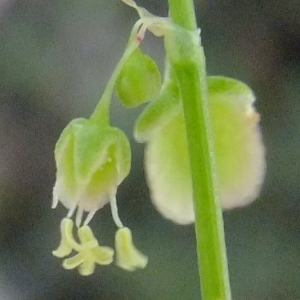 Photographie n°675336 du taxon Rumex scutatus L. [1753]