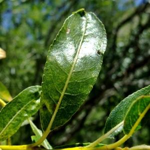 Photographie n°675351 du taxon Salix daphnoides Vill. [1779]