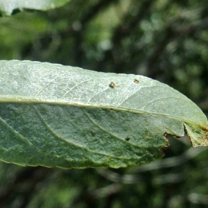 Photographie n°675352 du taxon Salix daphnoides Vill. [1779]