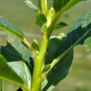 Photographie n°675368 du taxon Salix hastata L. [1753]