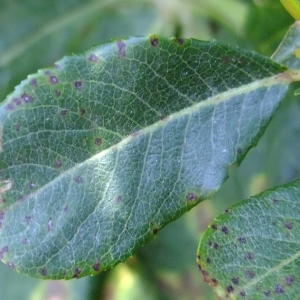 Photographie n°675373 du taxon Salix hastata L. [1753]