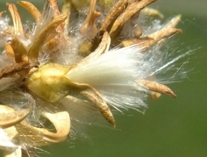 Yoan Martin, le 11 juillet 2015 (Villar-d'Arêne (Sentier d'initiation des crevasses))