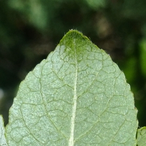 Photographie n°675387 du taxon Salix myrsinifolia Salisb. [1796]