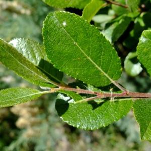 Photographie n°675388 du taxon Salix myrsinifolia Salisb. [1796]