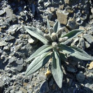 Photographie n°675409 du taxon Saussurea depressa Gren. [1849]