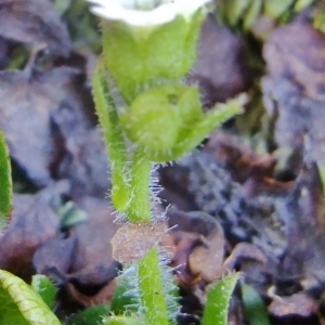 Photographie n°675416 du taxon Saxifraga androsacea L. [1753]