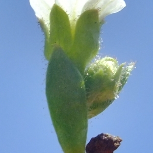 Photographie n°675417 du taxon Saxifraga androsacea L. [1753]