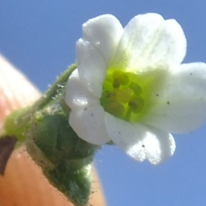 Photographie n°675418 du taxon Saxifraga androsacea L. [1753]