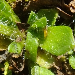 Photographie n°675419 du taxon Saxifraga androsacea L. [1753]
