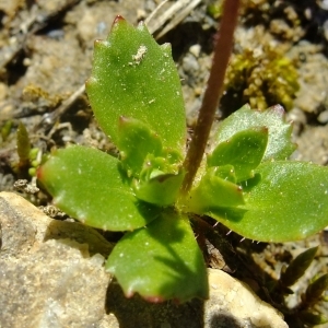 Photographie n°675442 du taxon Saxifraga stellaris sensu auct. plur.