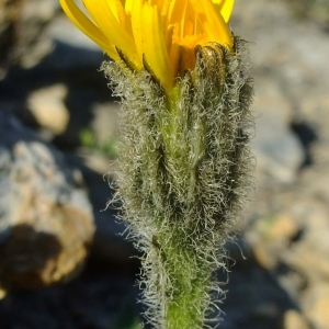 Photographie n°675445 du taxon Leontodon montanus Lam. [1779]