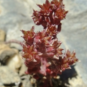 Photographie n°675465 du taxon Sedum atratum L. [1763]