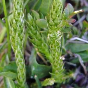 Photographie n°675489 du taxon Selaginella selaginoides (L.) P.Beauv. ex Schrank & Mart. [1829]