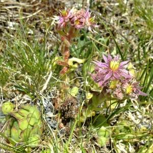 Photographie n°675490 du taxon Sempervivum montanum L. [1753]