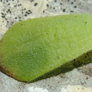 Photographie n°675494 du taxon Sempervivum montanum L. [1753]