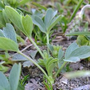 Photographie n°675496 du taxon Sibbaldia procumbens L. [1753]