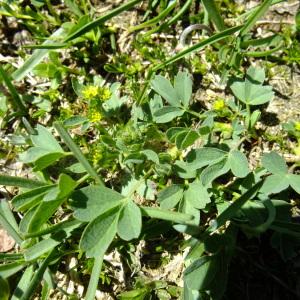 Photographie n°675497 du taxon Sibbaldia procumbens L. [1753]