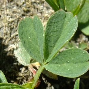 Photographie n°675501 du taxon Sibbaldia procumbens L. [1753]