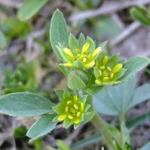 Photographie n°675503 du taxon Sibbaldia procumbens L. [1753]