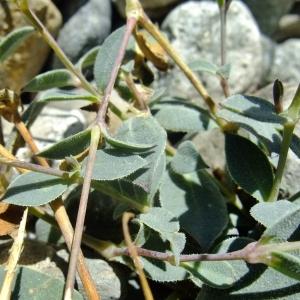 Photographie n°675519 du taxon Silene uniflora subsp. prostrata (Gaudin) Chater & Walters [1990]