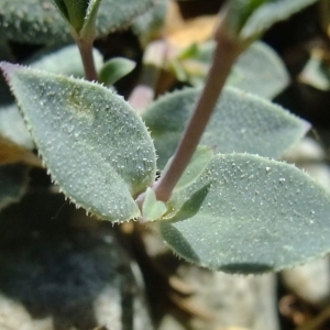 Photographie n°675520 du taxon Silene uniflora subsp. prostrata (Gaudin) Chater & Walters [1990]